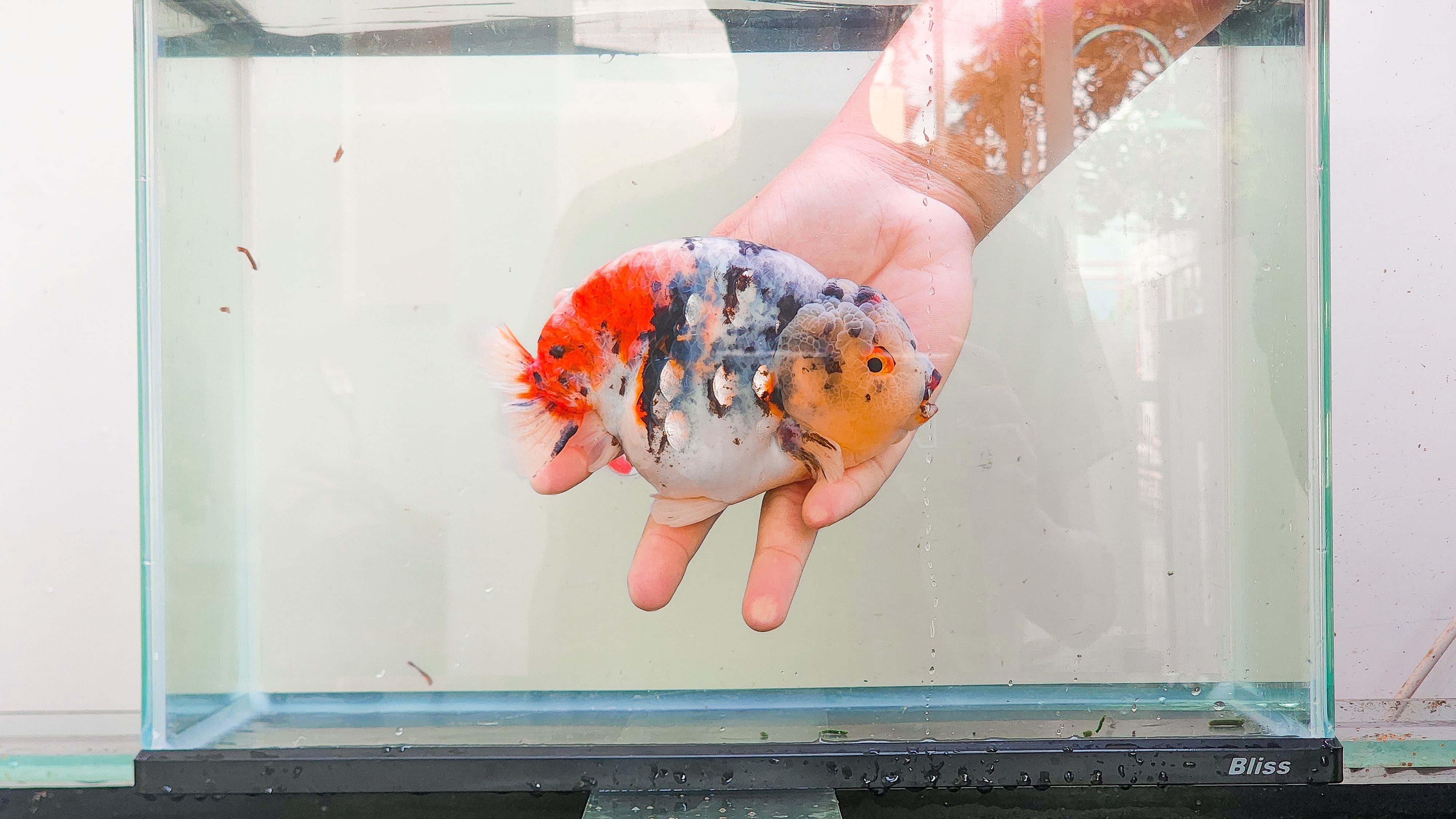 Ranchu Calico (Female) Size 15 cm