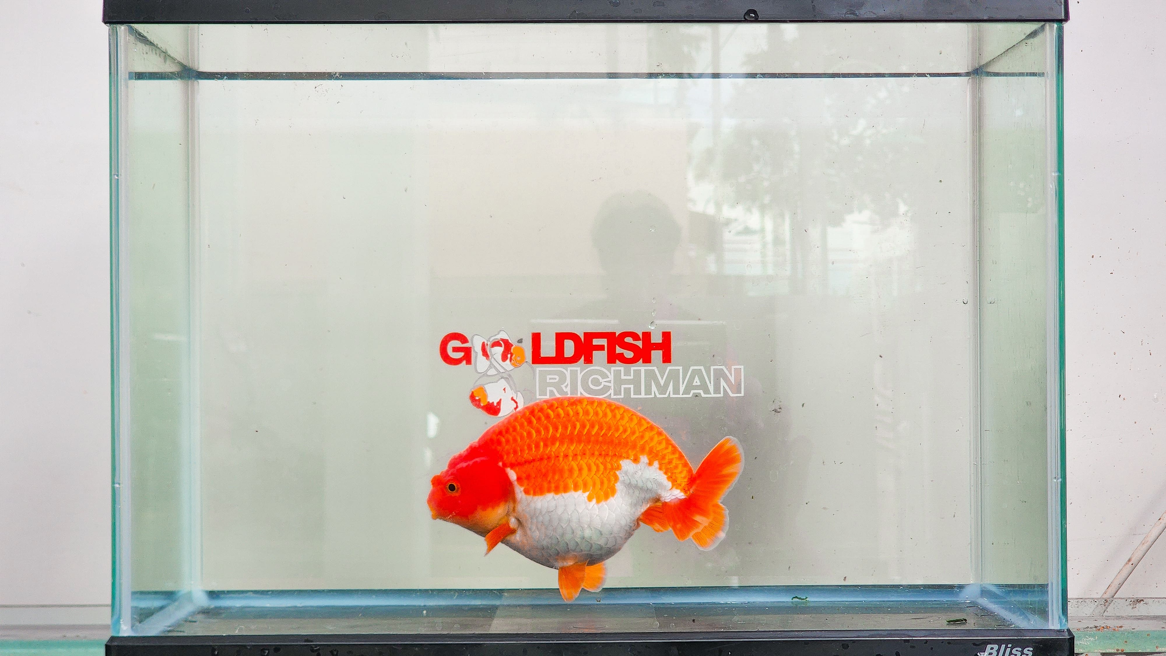Ranchu Red White (Female) Size 15 cm