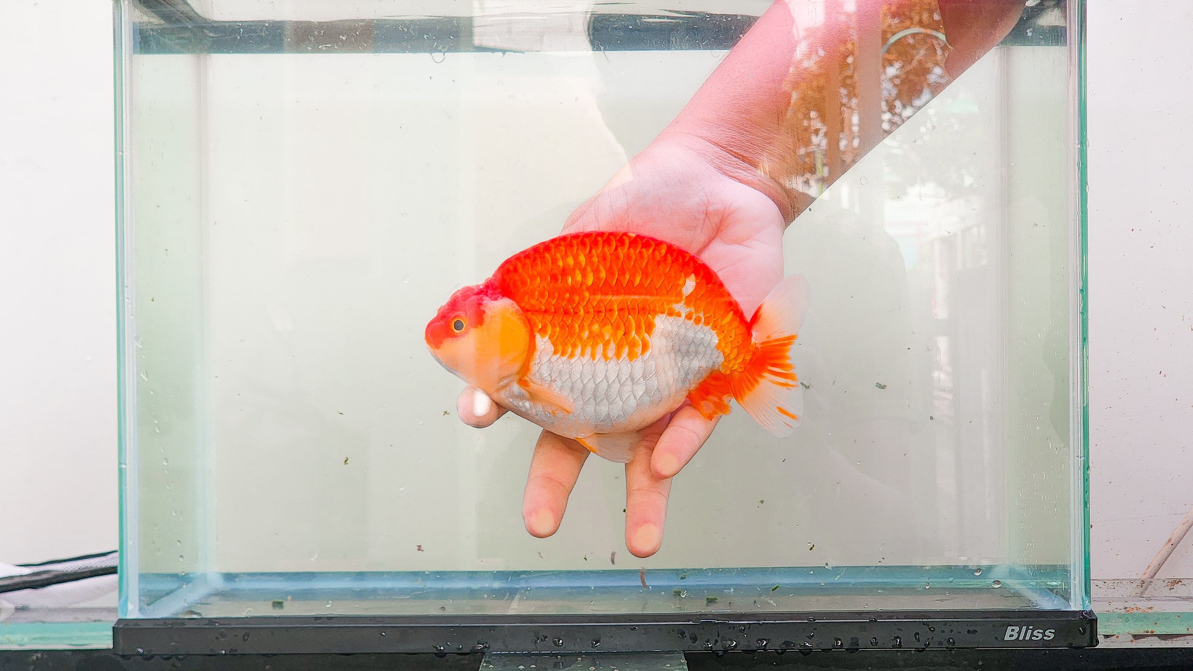 Ranchu Red White (Male) Size 16 cm